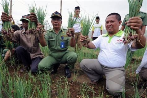 Berikut cara budidaya bawang merah, mulai dari pemilihan bibit hingga masa siap panen. Pelatihan Bawang Merah Oleh Bi Prov Kaltara - Bank Indonesia Dan Dinas Pertanian Provinsi Maluku ...