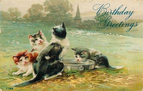 Katzen Geburtstagswünsche Kostenloses Stock Bild Public Domain Pictures