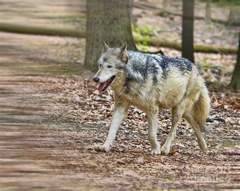 Gray Wolf Walking Photograph By Terry Weaver