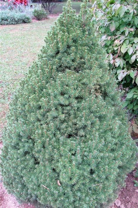 Growing Dwarf Alberta Spruce Westside News Inc