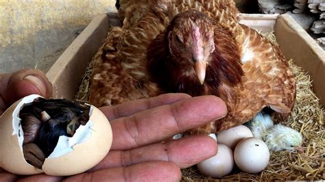 How Chicken Hatch Eggs And How Newly Hatched Chicks Look Youtube
