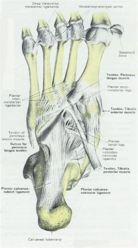 Foot Muscle And Tendon Anatomy Anatomical Charts And Posters