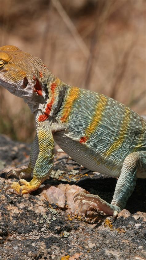 Wallpaper Crotaphytus Collaris Mexico Lizard Colorful Stone Nature