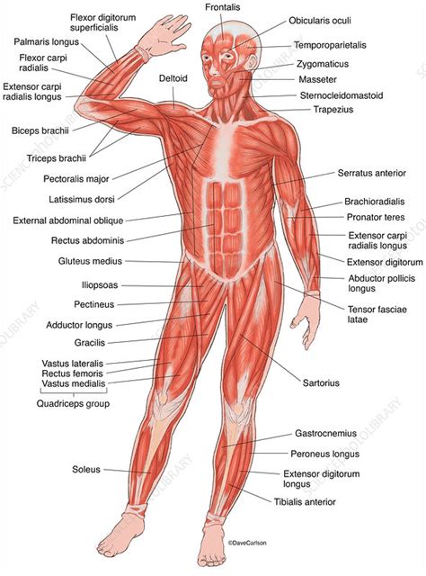 Some athletes abuse anabolic steroids to enhance performance. Anterior Muscles of the Human Body (labelled ...