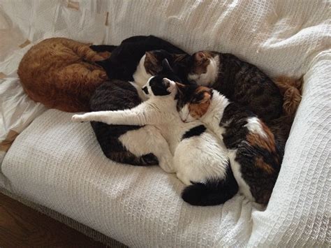 Pin By Alex Brownstein On Big Pile O Sleep Kittens And Puppies