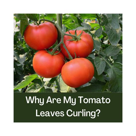 Curling Tomato Leaves Heres What To Know Nc Cooperative Extension