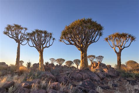 Quiver Tree Forest In The Morning Keetmanshoop Namibia Anshar Images
