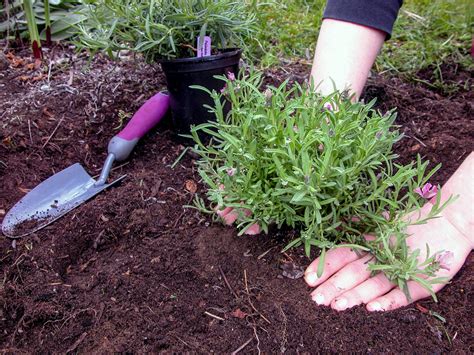 How to Plant Lavender in Your Garden in 2020 | Lavender plant, Lavender garden, Growing lavender
