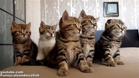 Funny Cats Choir Dancing Chorus Line Of Cute Kittens