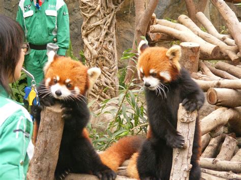 Red Pandas In Ocean Park Hong Kong Red Pandas Photo 30357923 Fanpop