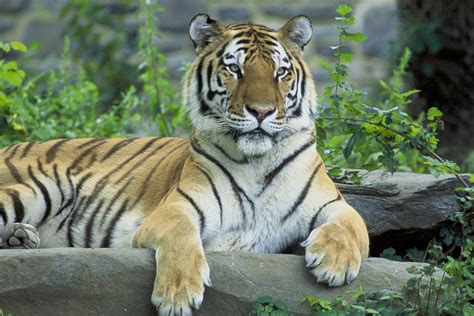 Siberian Tiger Restingwild Animalbig Catwildlifefeline Free Image