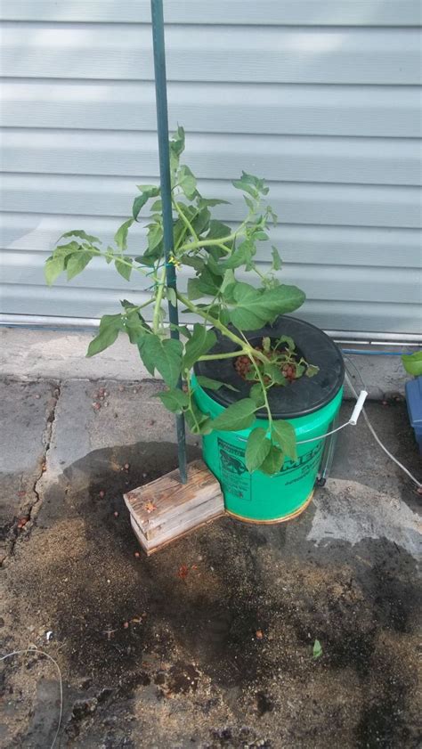 Hydroponic Tomato Support That I Made In About 10 Minutes Its Very