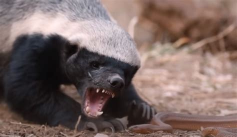 Mole Snake Messes With Honey Badger Pays The Ultimate Price Whiskey Riff