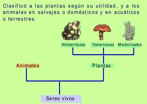 Clasificación De Los Organismos Vivos Webscolar