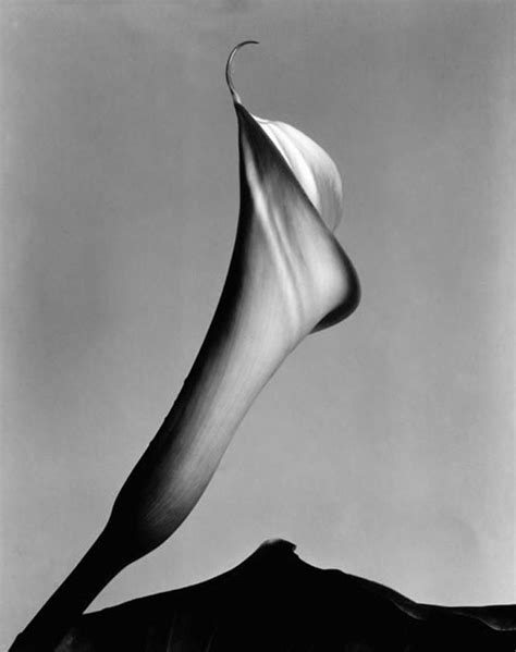 History Of Photography Gallery Imogen Cunningham Photography Gallery