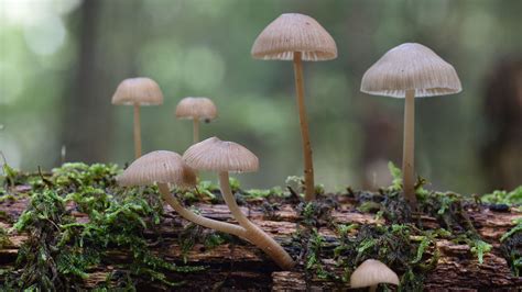 Psilocybin The Main Ingredient In Magic Mushrooms Live Science