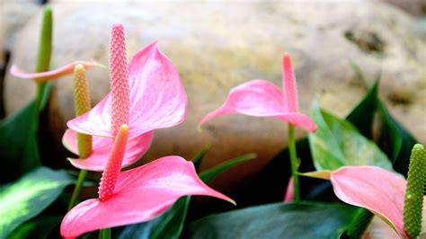 Pink Anthurium Summer Beautiful Flowers Wallpaper Preview