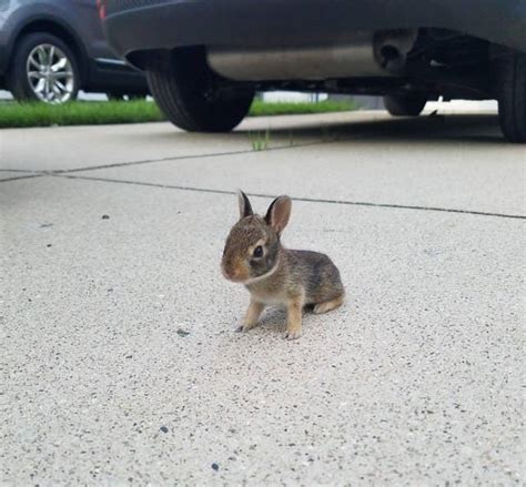 17 Animals Who Are So Smol You Wont Be Able To Think About Anything Else