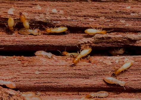 How Often Should I Get A Termite Inspection Termite Control Brisbane