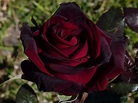 Rosa Principe Negro Muda De Rosa Principe Negro - R$ 29,00 em Mercado Livre