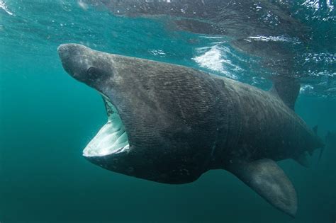 Basking Shark Facts Habitat Diet Conservation And More