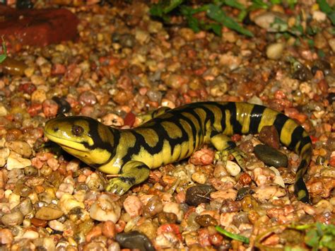 Ambystoma Mavortium Barred Tiger Salamander Cherry Count Mike