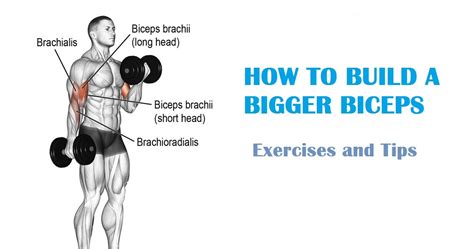 Home Exercises To Build Biceps ~ Creative Wedding Ideas And Wedding