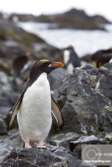 Macaroni Penguins Eudyptes Chrysolophus On Stock Photo