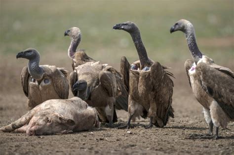 Over 150 Endangered Vultures Poisoned To Death In Southern Africa