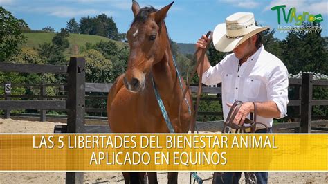 Las 5 Libertades Del Bienestar Animal Aplicado En Equinos Tvagro Por