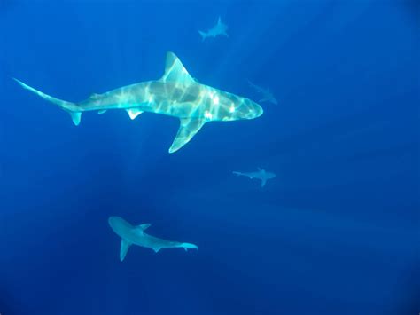 Shark Diving with Islandview Hawaii — Leslie Carvitto Photography