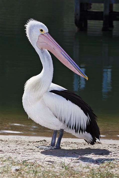 Australian Pelican Wikipedia