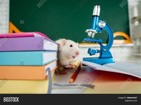 White Rat Sitting On Image And Photo Free Trial Bigstock