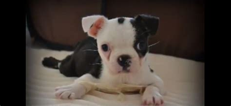 Sometimes having the right motivation but wrong delivery mechanism (always seeking approval from. Mick, Boston Terrier Born With 'Swimmer Puppy Syndrome,' Miraculously Learns To Walk (VIDEO)