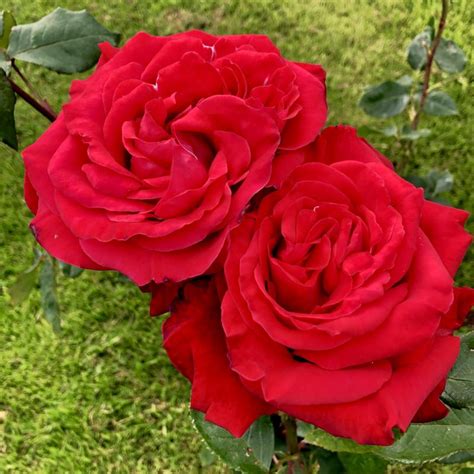 Alec's Red (Hybrid Tea Rose)