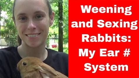 Weening Weighing And Sexing Rabbit Ear Number System Youtube