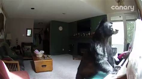 Bear Breaks Into Colorado Home Plays Piano Youtube