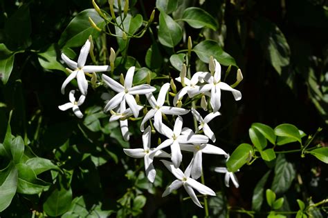 Jasmine How To Grow Indoors The Old Farmers Almanac