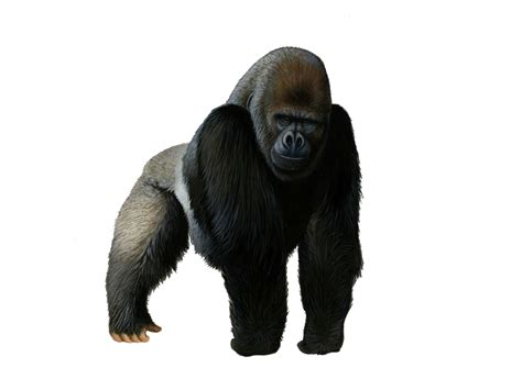 Gorilla Png Transparent Image Download Size 1024x746px