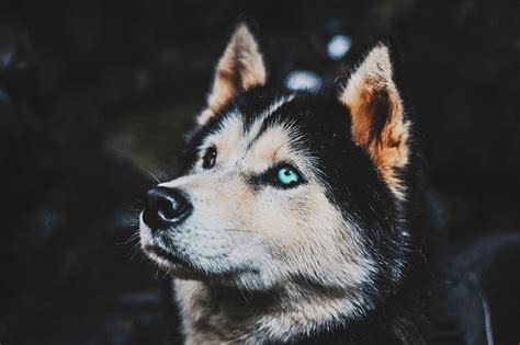 Siberian Husky 1080p 2k 4k 5k Hd Wallpapers Free Download