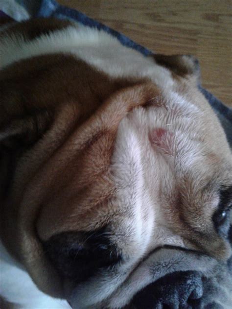 Do English Bulldogs Get Pimples