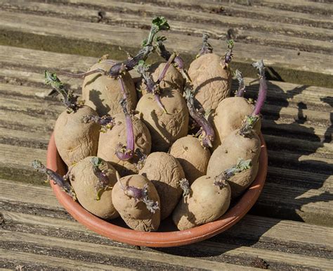 This will help to keep the potato moist and prevent it from shrinking, but it will also result in softer skin. How to grow potatoes in a bag - Growing Family