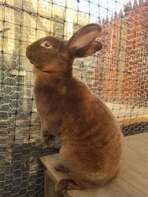 Mini Rex Rabbits For Sale Burlington Nj 343260