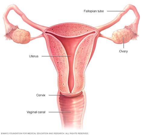 Oophorectomy Ovary Removal Surgery