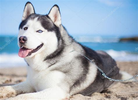 Purebred Husky Resting — Stock Photo © Asierromerocarballo 67006685