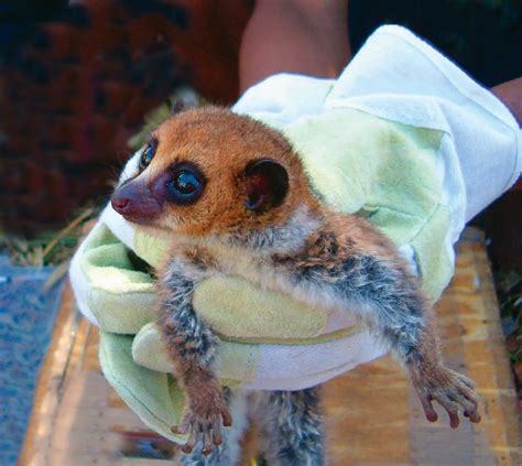 Diversity Of Dwarf Lemur Species Previously Underestimated The