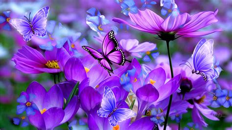Purple Cosmos And Butterflies Hd Wallpaper Background