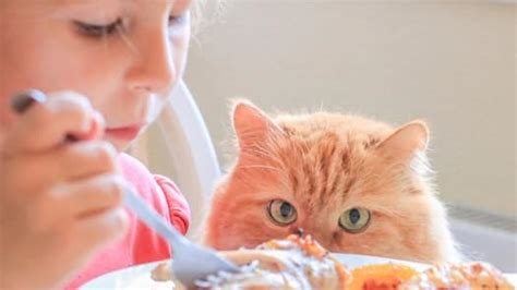 But can cats eat noodles? Can Cats Eat Rice and Chicken? — Senior Cat Wellness