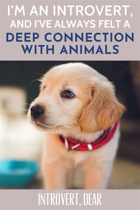 Most households can find a way to pay for routine care, but when a $7,000 bill arrives unexpectedly, the cost of caring for a pet can drain your savings or even force you to use credit, possibly making the cost even higher. Best Pet Insurance 2020 Reddit - Wayang Pets