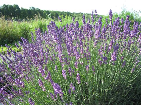 We did not find results for: The Best French & English Lavender Varieties to Grow in ...